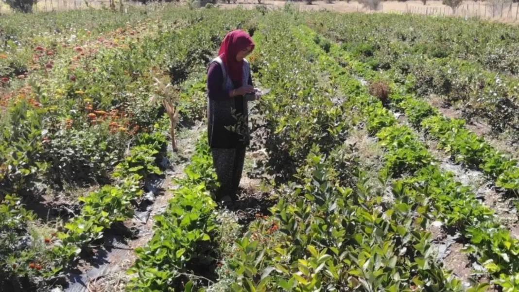 Burdur’da Kalbine İyi Gelen Meyvenin “Şifa” Bahçesini Yaptı! 6